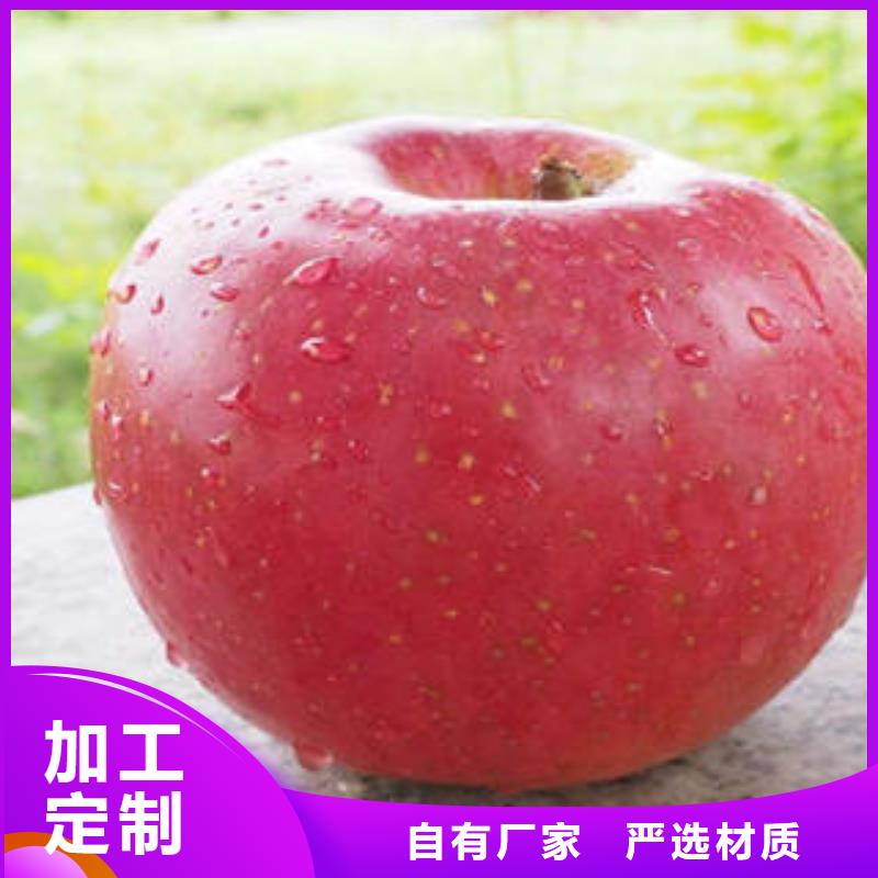 红富士苹果苹果批发敢与同行比质量