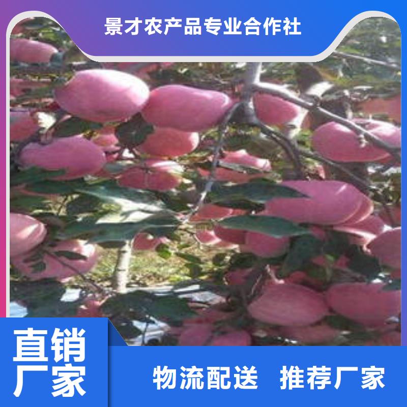 红富士苹果【苹果批发】精工细致打造