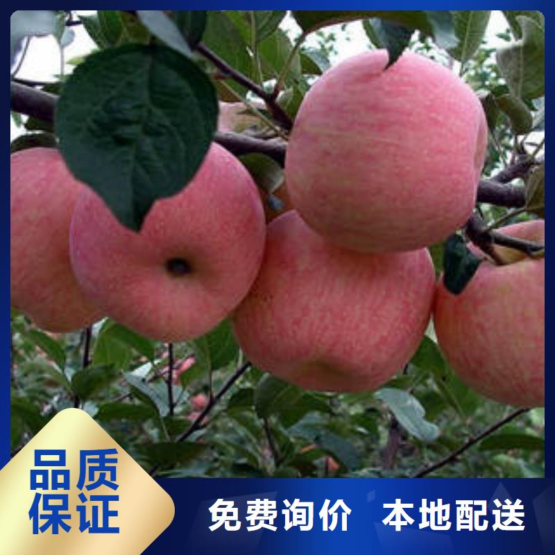 红富士苹果【苹果种植基地】质量三包