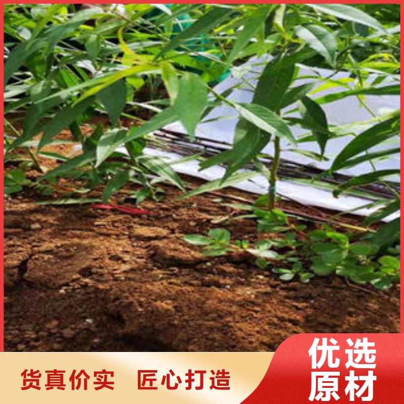 桃树苗蓝莓苗价格实惠工厂直供