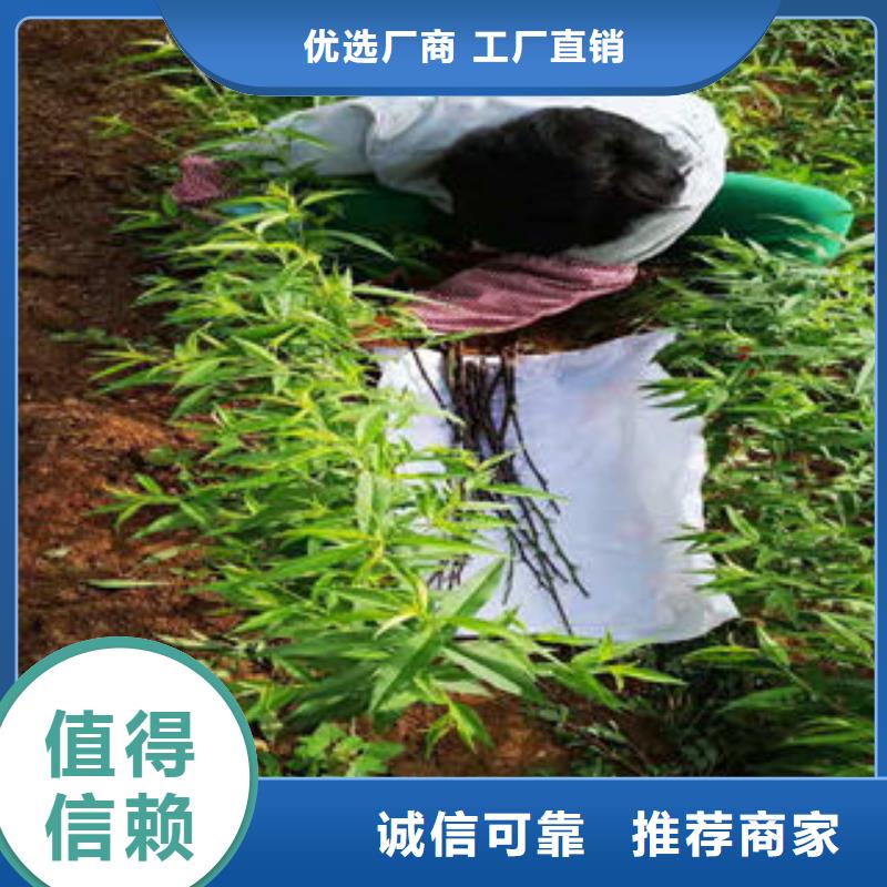 桃树苗苹果苗自营品质有保障