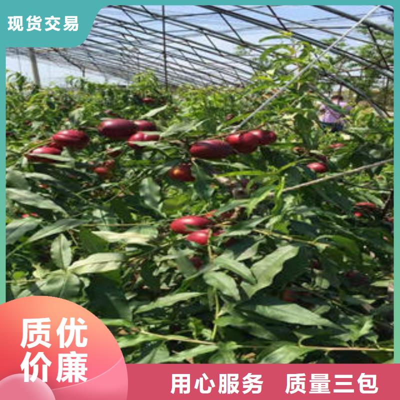 桃树苗花椒苗工艺层层把关