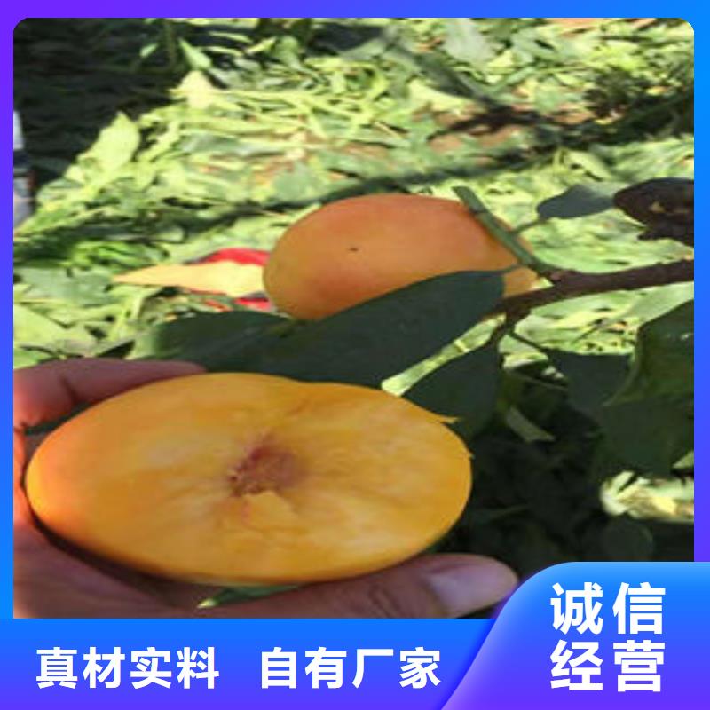 桃树苗,蓝莓苗多年行业积累