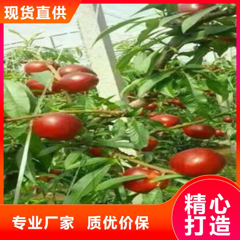 桃树苗蓝莓苗价格实惠工厂直供