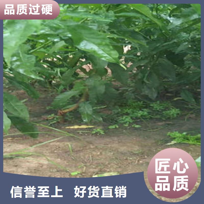 桃树苗花椒苗工艺层层把关