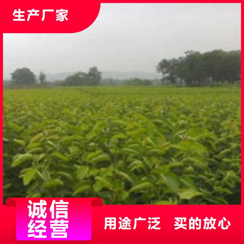 梨树苗【花椒苗】工艺层层把关