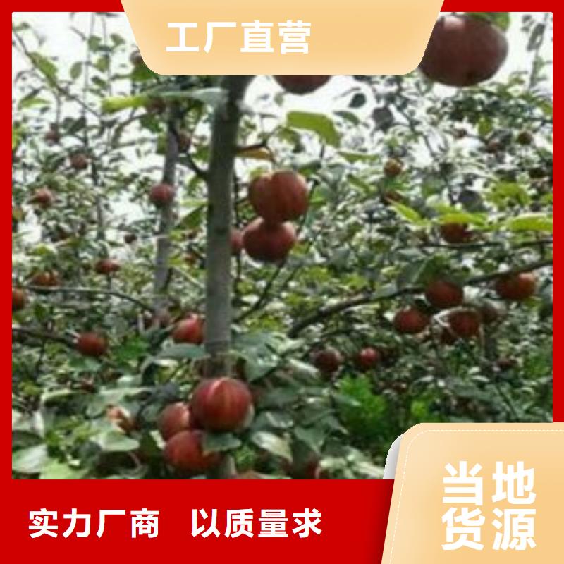 梨树苗【花椒苗】工艺层层把关