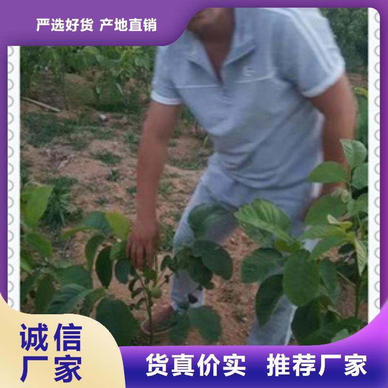 核桃苗现货直发