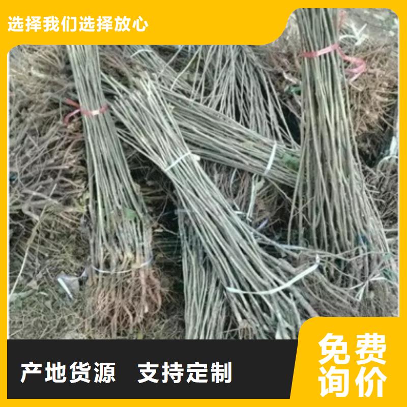 板栗苗花椒苗专业信赖厂家