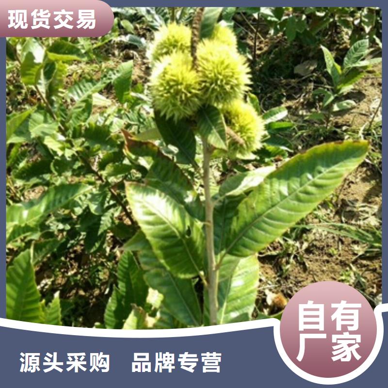 板栗苗花椒苗真材实料加工定制