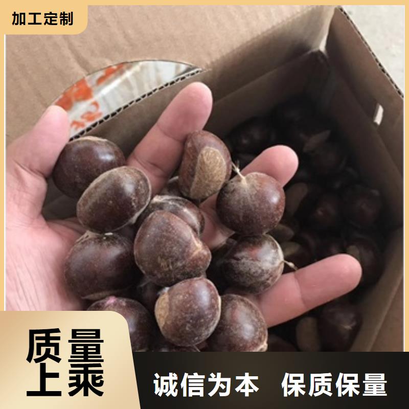 板栗苗_桃树苗专注细节更放心