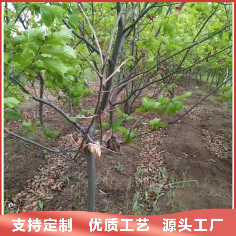 板栗苗梨树苗层层质检