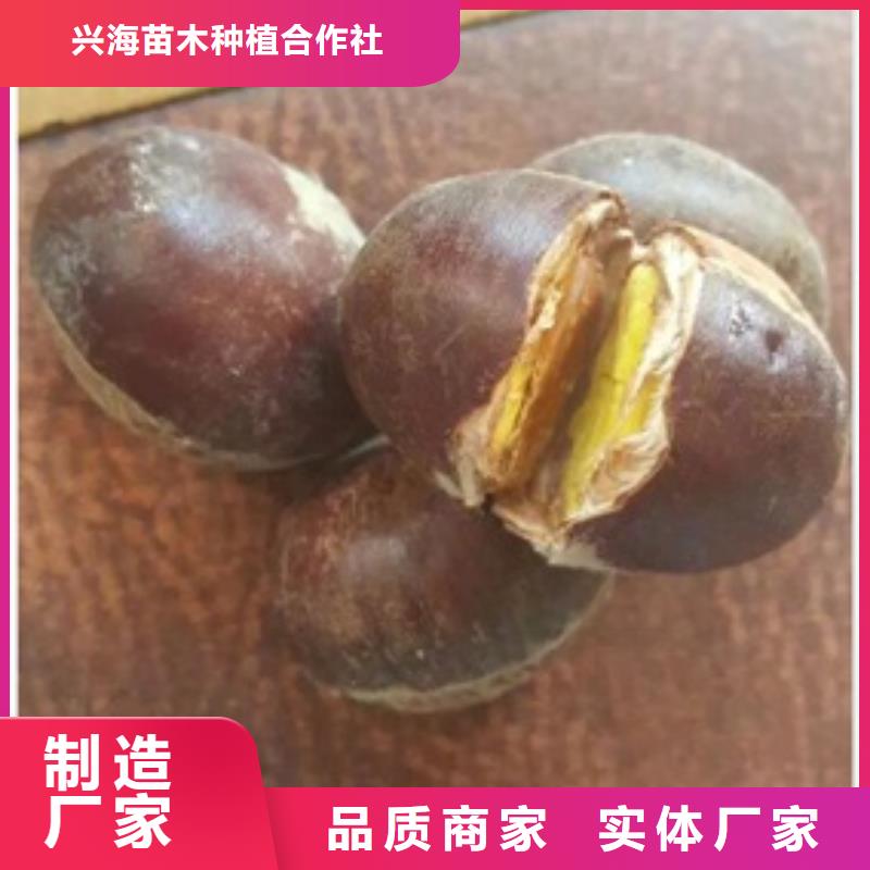 板栗苗梨树苗层层质检