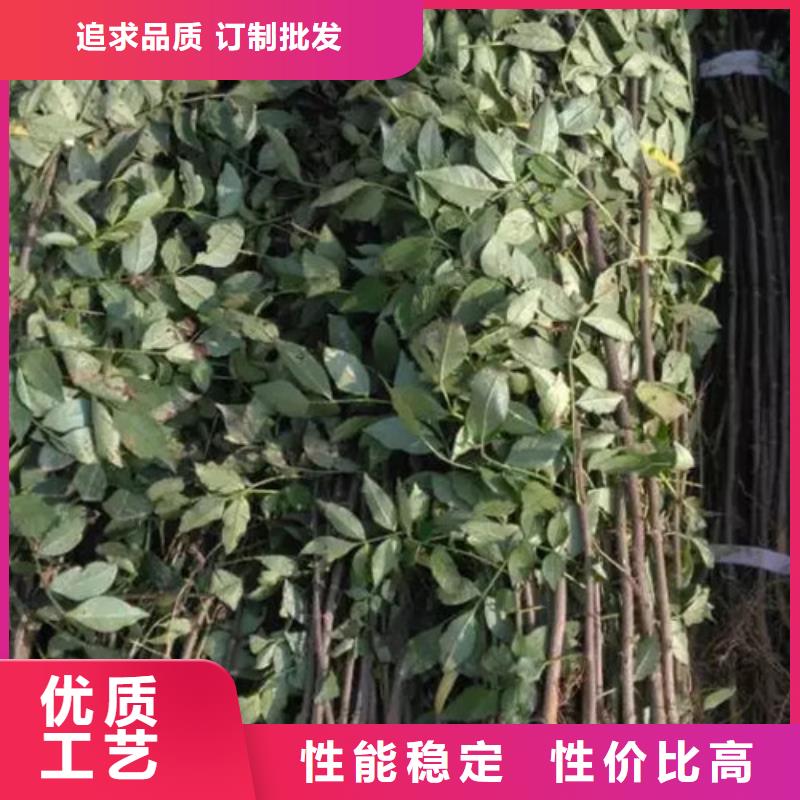 花椒苗【桃树苗】工厂认证