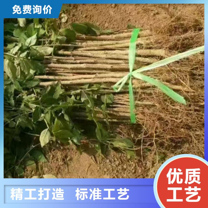 花椒苗板栗苗助您降低采购成本