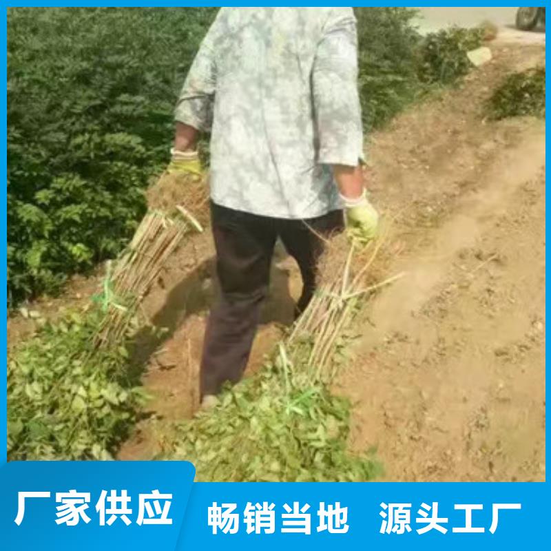 花椒苗梨树苗厂家精选