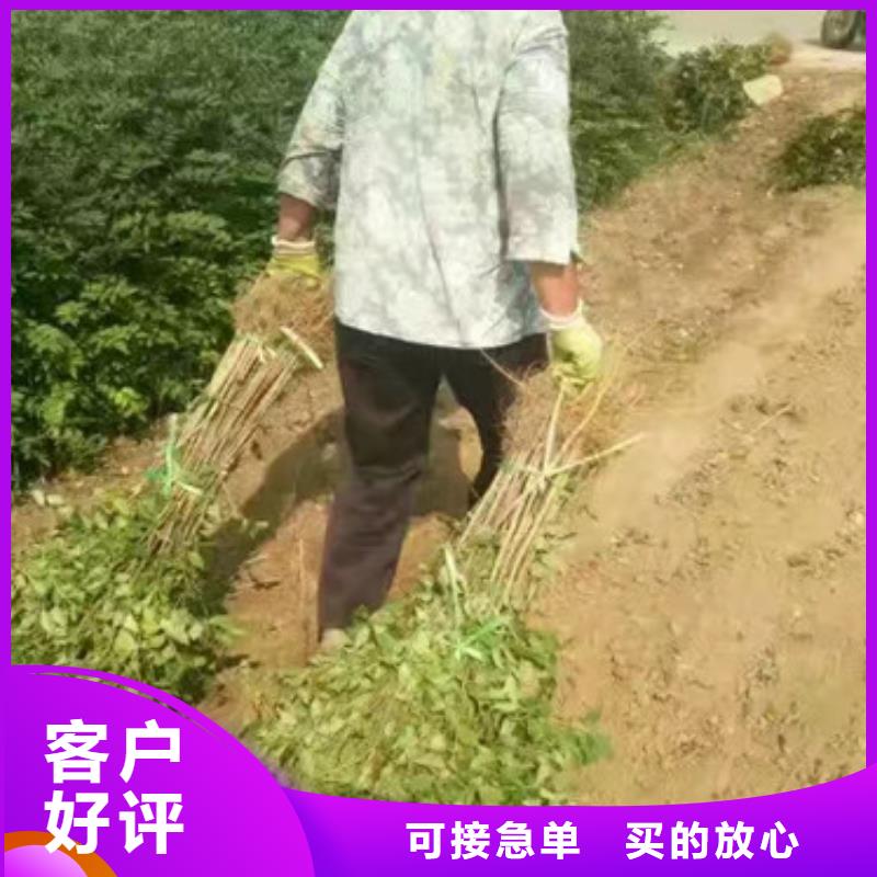 【花椒苗】梨树苗厂家实力大