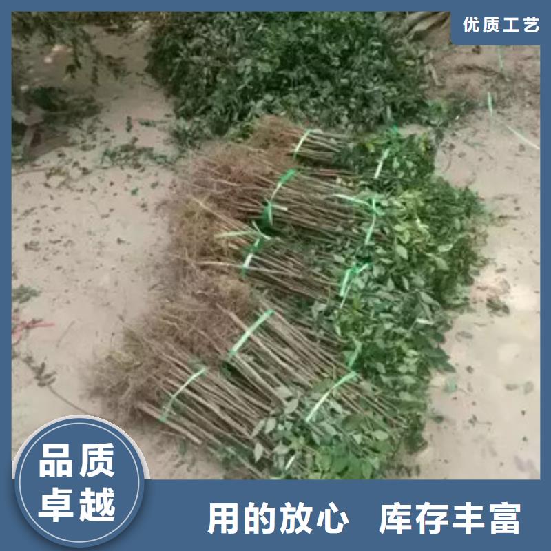 花椒苗【苹果苗】一站式采购商家