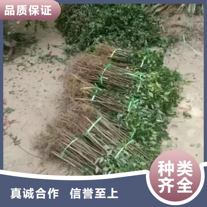 花椒苗桃树苗一站式采购商家