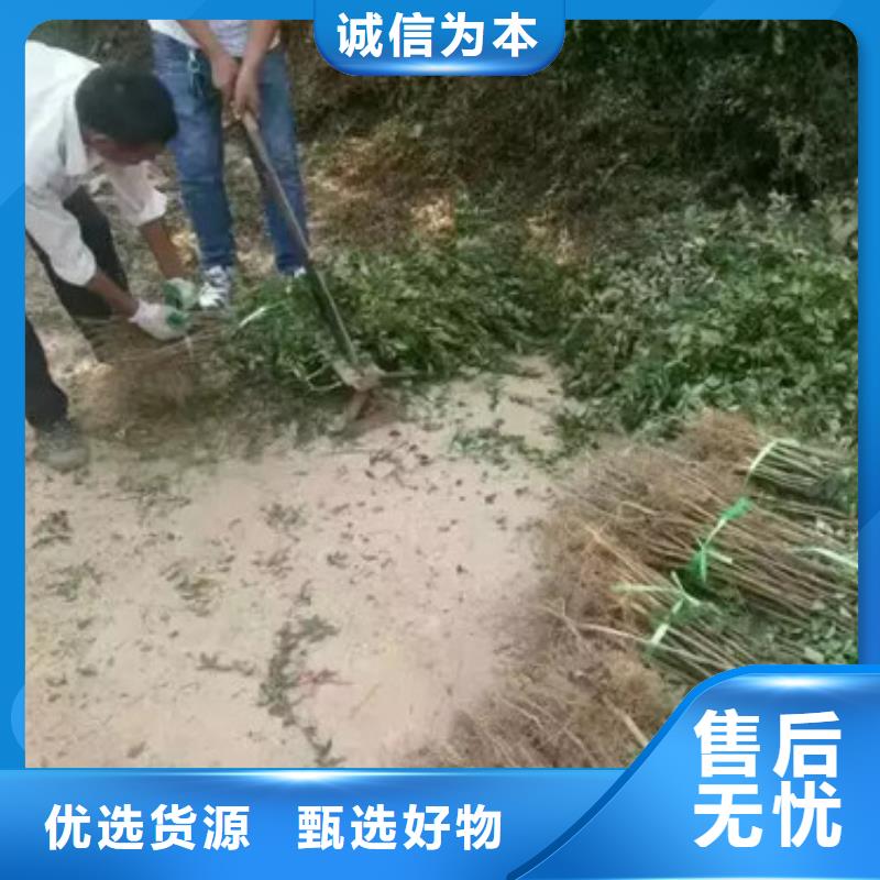 花椒苗梨树苗厂家精选