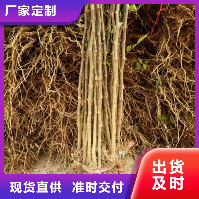 花椒苗【桃树苗】工厂认证