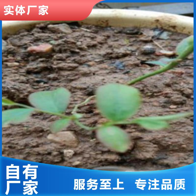 【蓝莓苗山楂苗款式新颖】