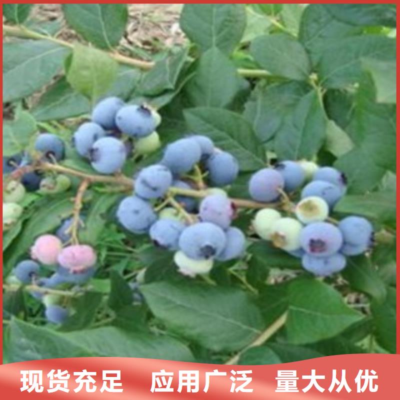 蓝莓苗【山楂苗】货到付款