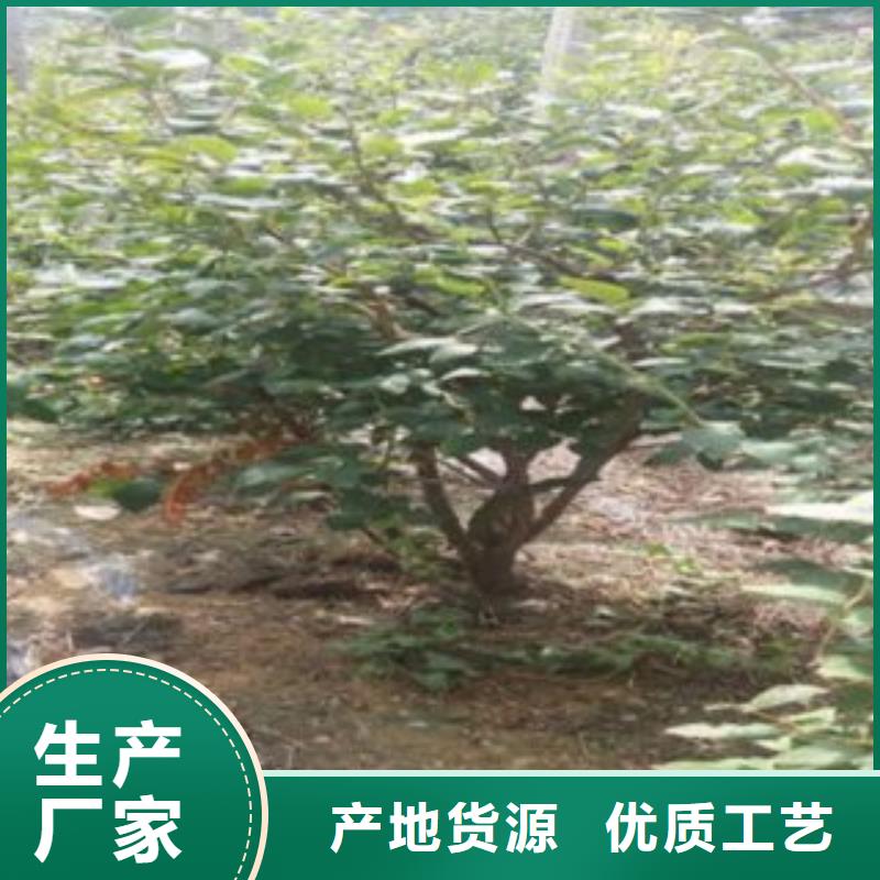 蓝莓苗-山楂苗热销产品