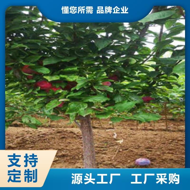 李子苗【蓝莓苗】源头厂家量大价优