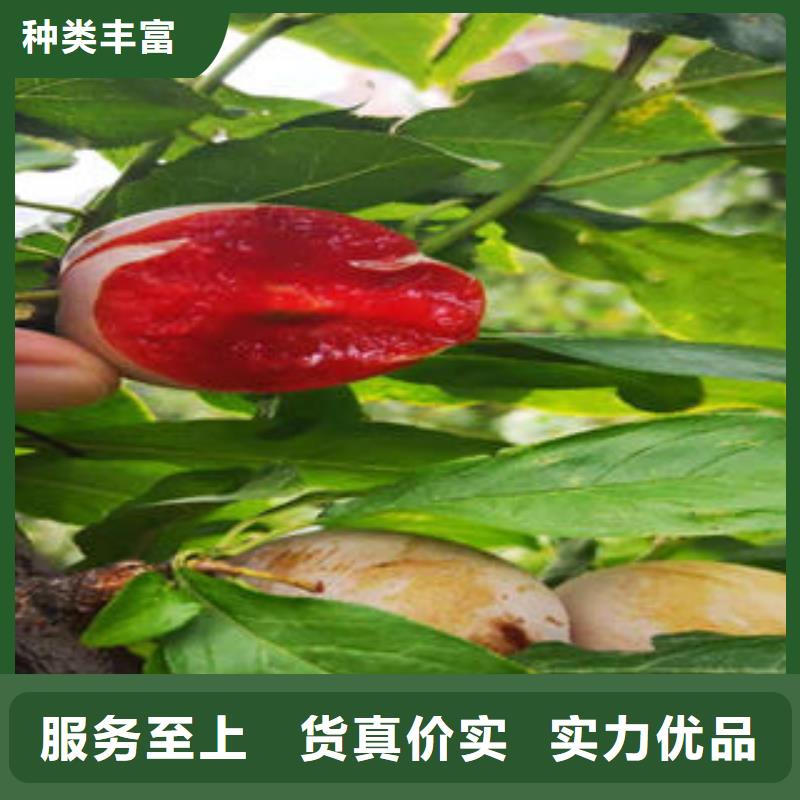 李子苗【蓝莓苗】源头厂家量大价优