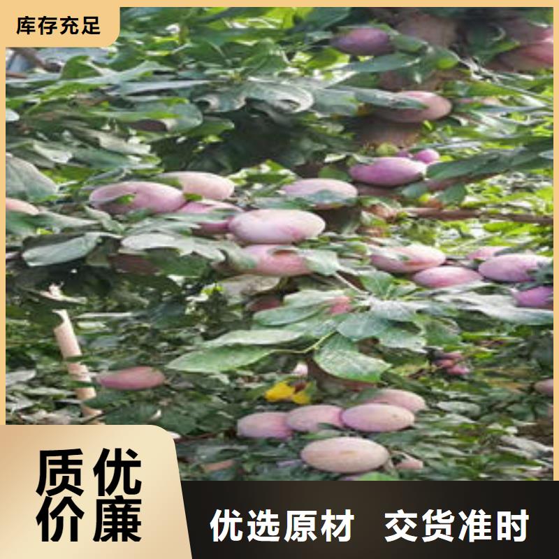 李子苗【蓝莓苗】源头厂家量大价优