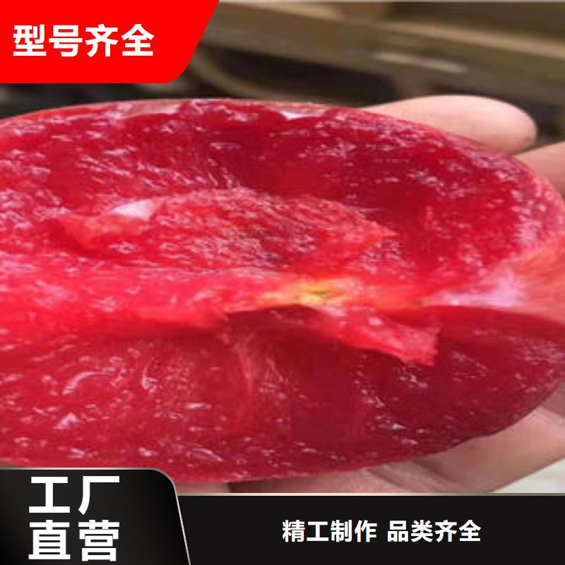 李子苗【蓝莓苗】源头厂家量大价优