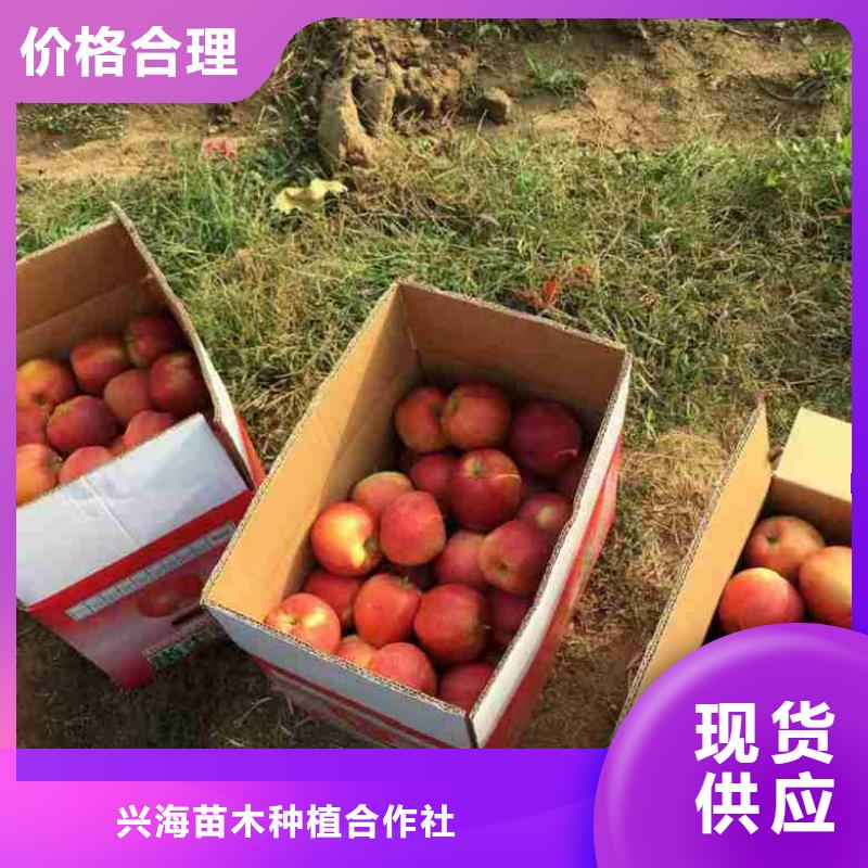 苹果苗花椒苗现货齐全售后无忧