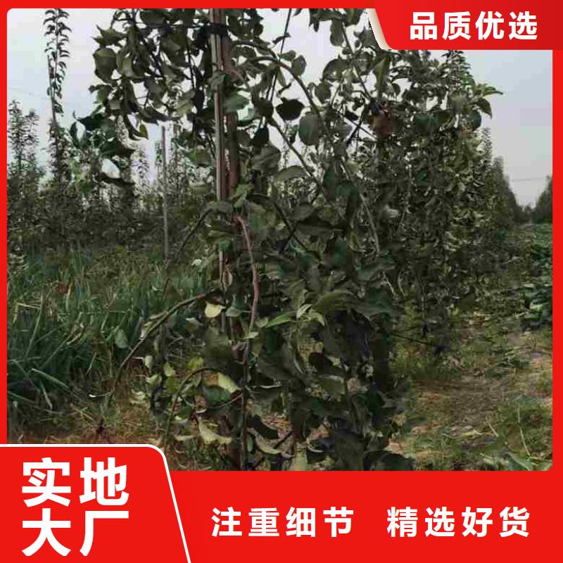 苹果苗梨树苗真材实料加工定制