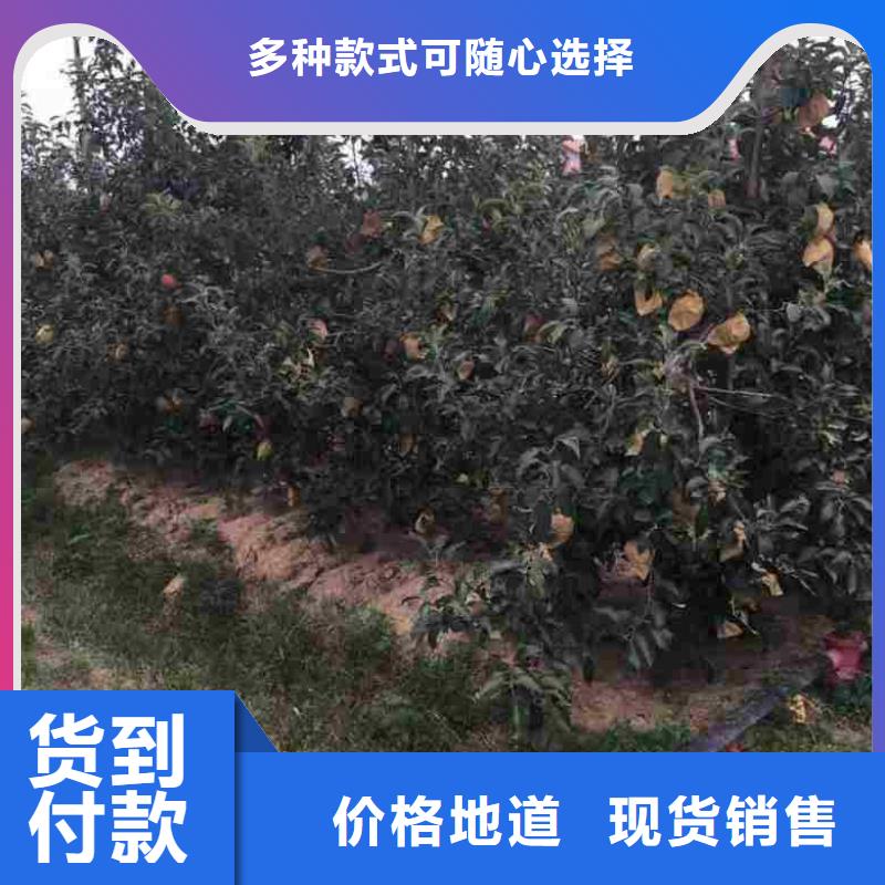 苹果苗梨树苗真材实料加工定制