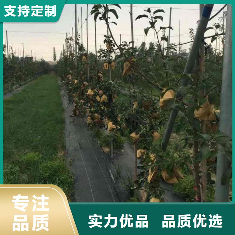 苹果苗梨树苗真材实料加工定制