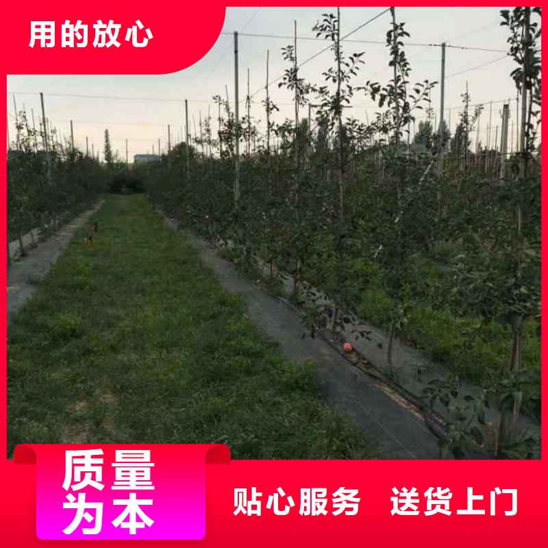 苹果苗桃树苗厂家现货批发