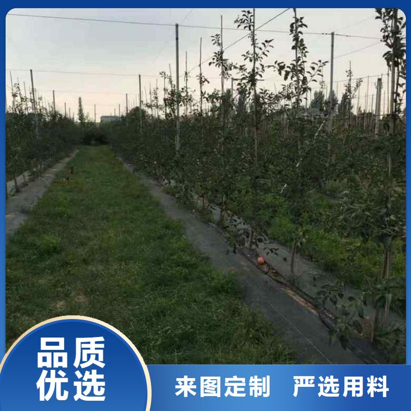 苹果苗核桃苗生产加工