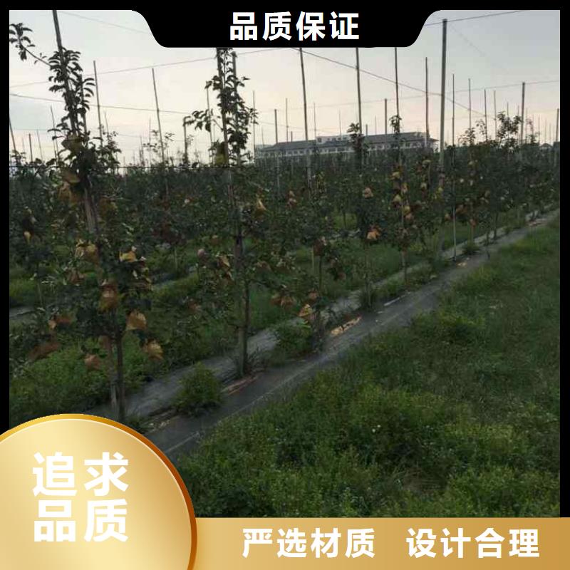 苹果苗梨树苗真材实料加工定制