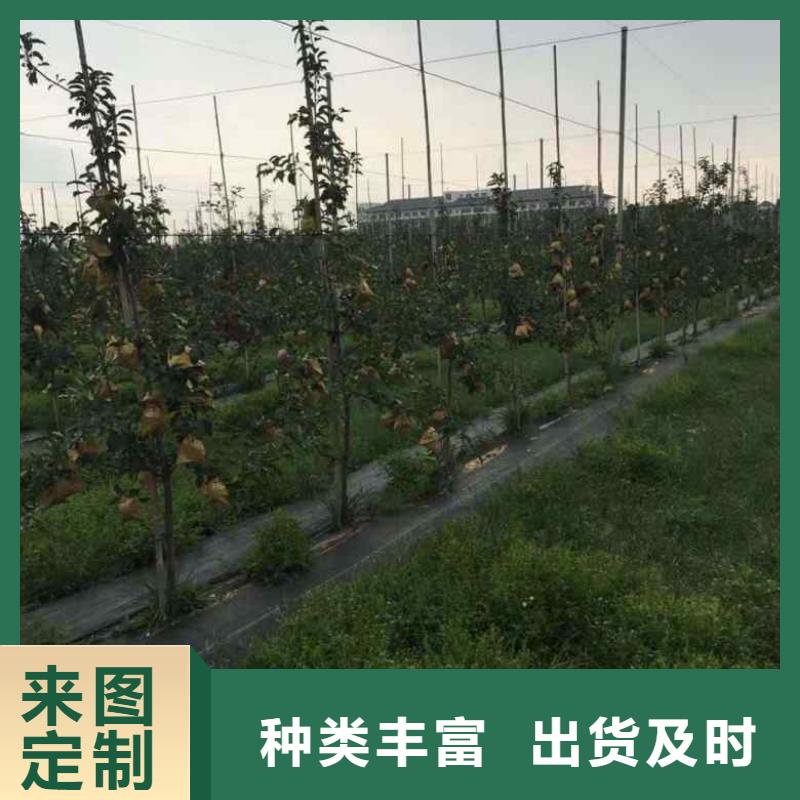 【苹果苗】梨树苗品质保障价格合理