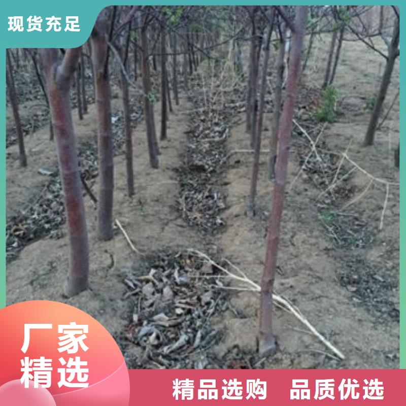 苹果苗核桃苗生产加工