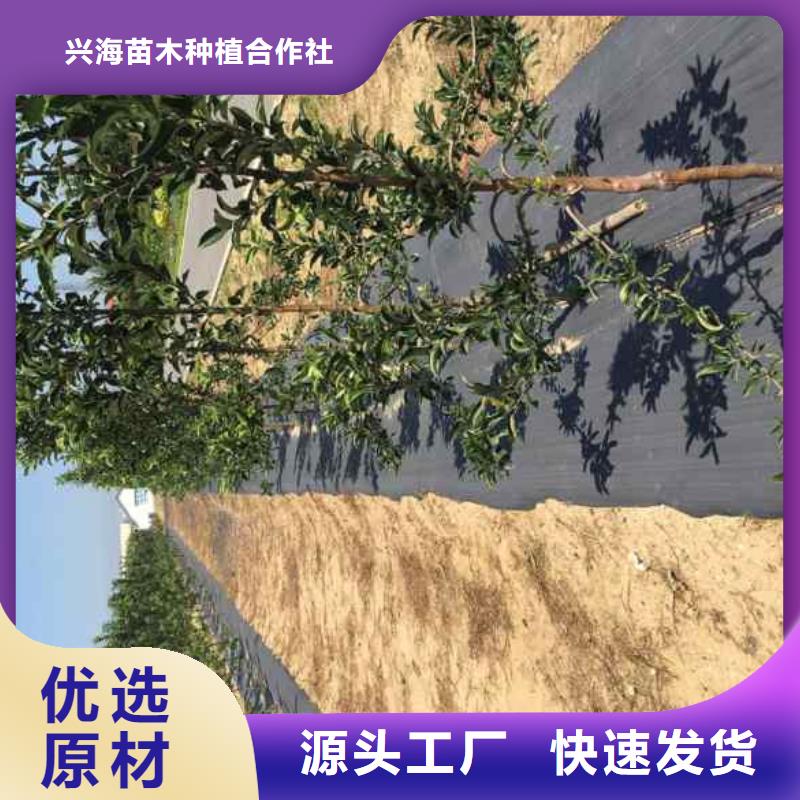 苹果苗板栗苗实拍展现