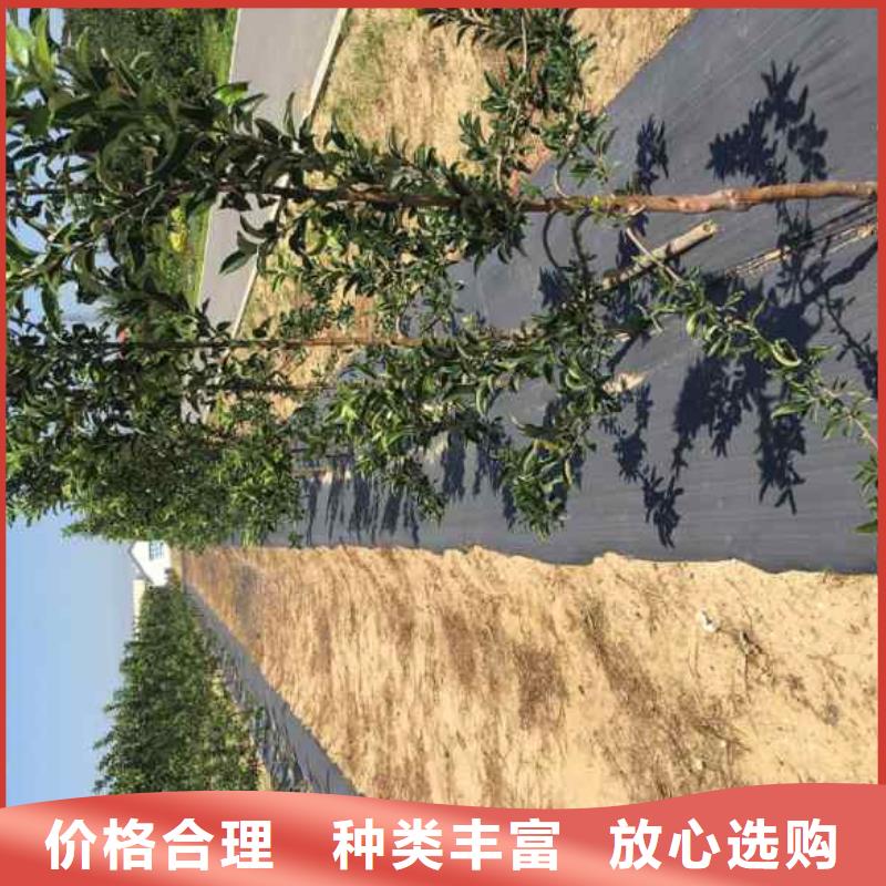 苹果苗板栗苗让利客户