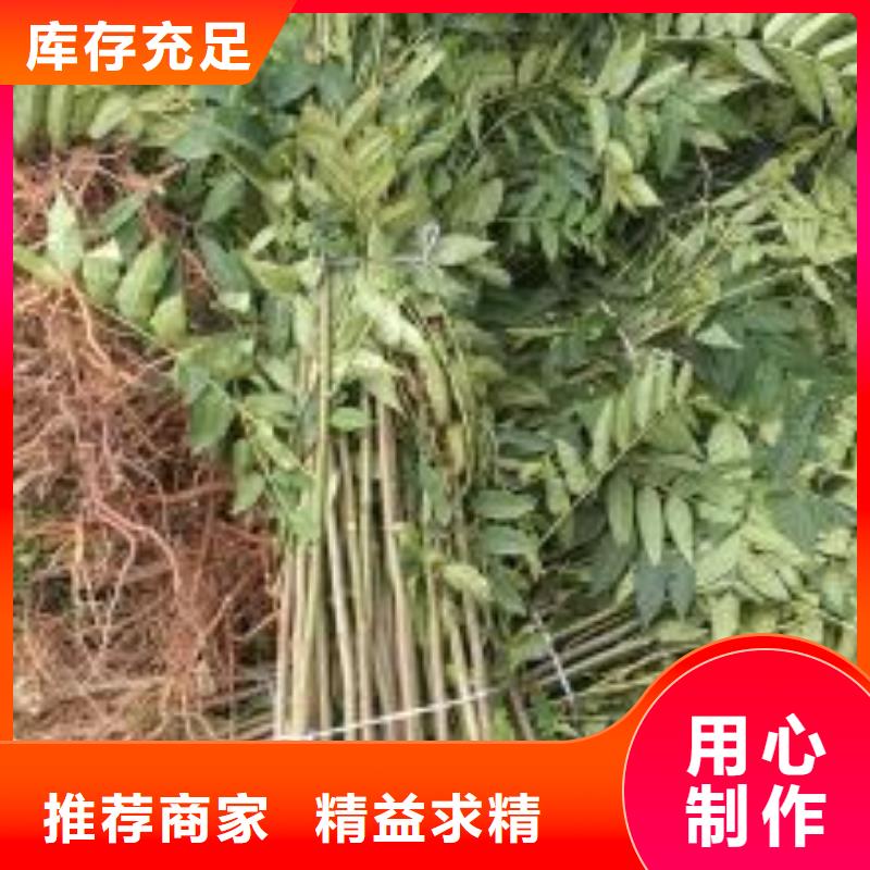 【香椿苗板栗苗精工打造】