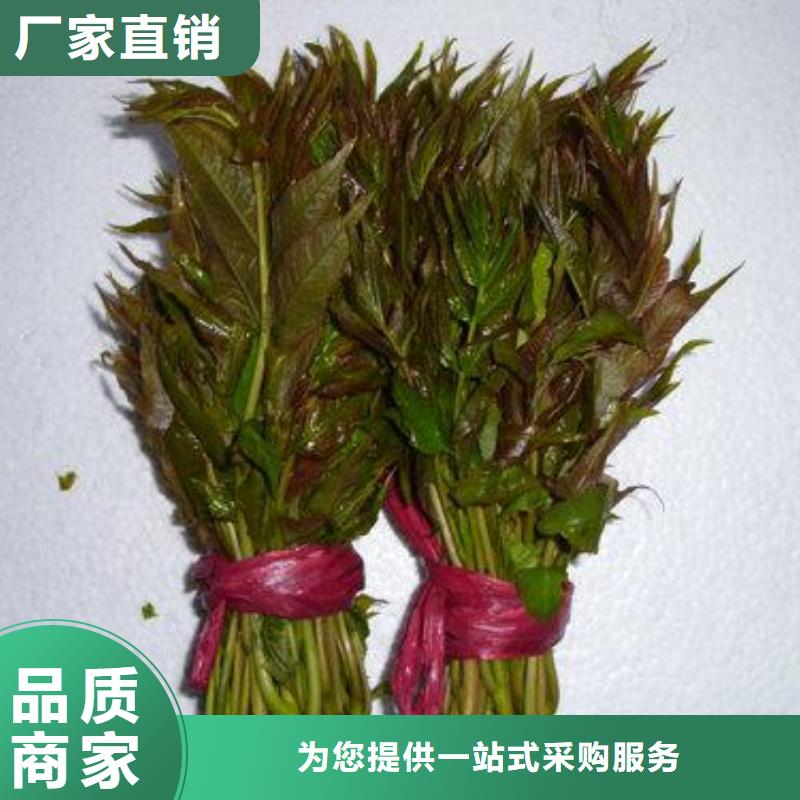 香椿苗【蓝莓苗】出厂价