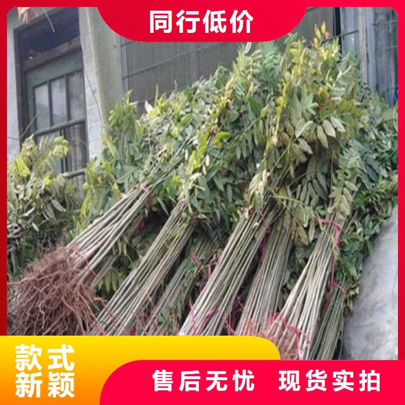 香椿苗花椒苗拥有多家成功案例