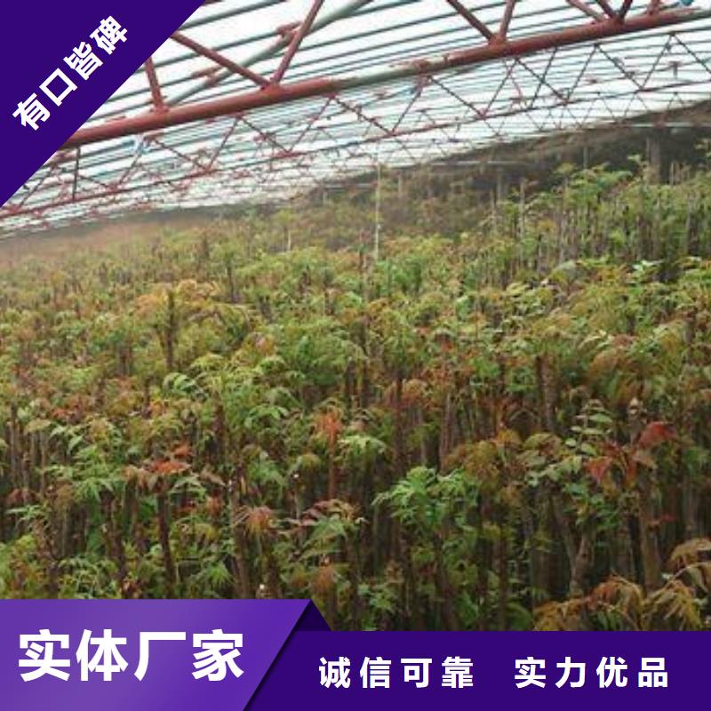 香椿苗葡萄苗现货充足量大优惠