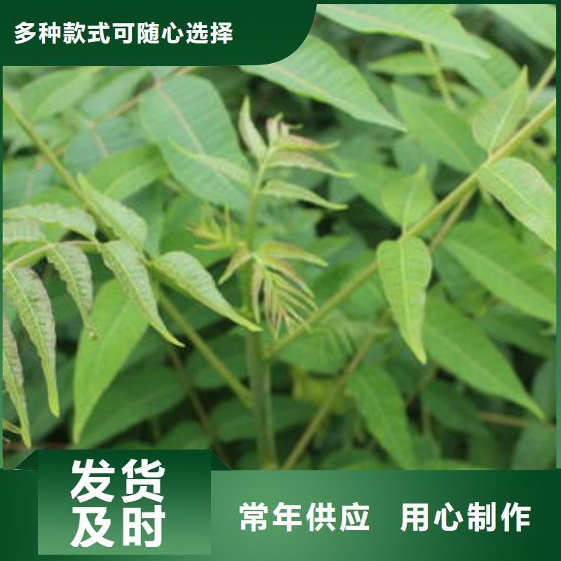 香椿苗葡萄苗现货充足量大优惠