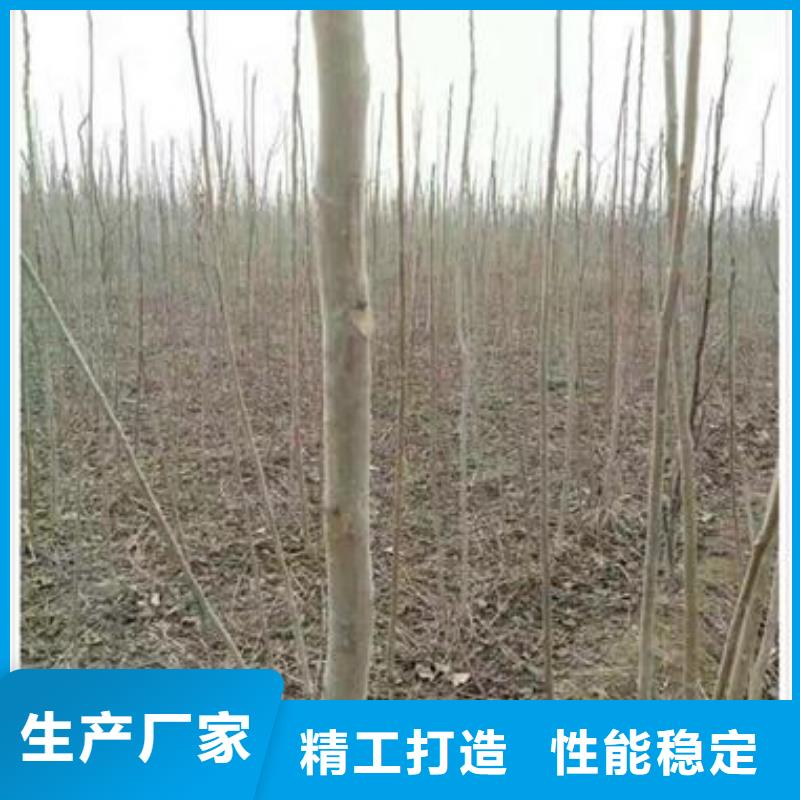 香椿苗【蓝莓苗】出厂价