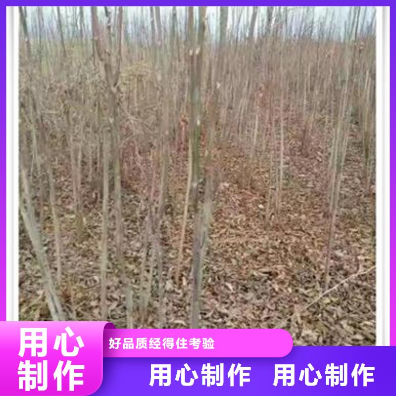 香椿苗【板栗苗】快捷物流